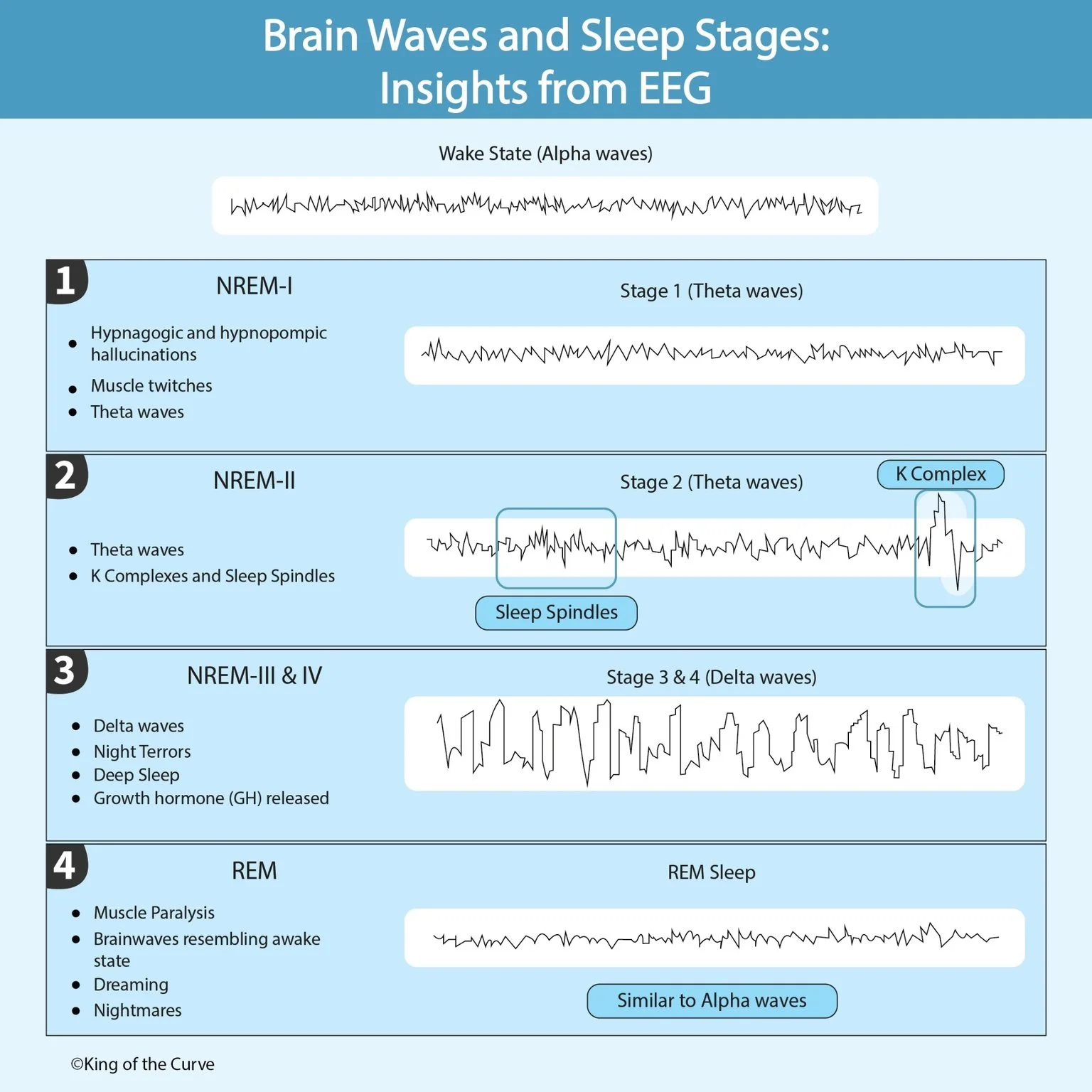 🧠 Brain Waves and Sleep Stages — King of the Curve